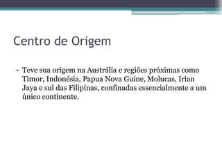 Centro de Origem
• Teve sua origem na Austrália e regiões próximas como
Timor, Indonésia, Papua Nova Guine, Molucas, Irian
Jaya e sul das Filipinas, confinadas essencialmente a um
único continente.
 