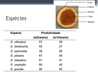 Espécies
 