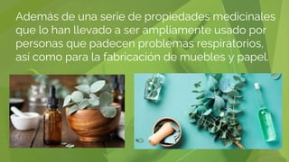 Además de una serie de propiedades medicinales
que lo han llevado a ser ampliamente usado por
personas que padecen problemas respiratorios,
así como para la fabricación de muebles y papel.
 