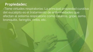 Propiedades:
-Tiene virtudes respiratorias: La principal propiedad curativa
del eucalipto es el tratamiento de enfermedades que
afectan al sistema respiratorio como catarros, gripe, asma,
bronquitis, faringitis, rinitis, etc.
 