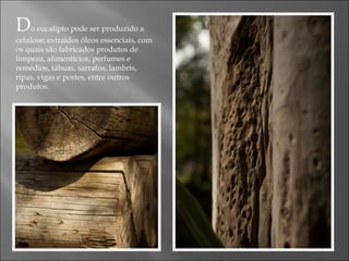 Do eucalipto pode ser produzido a
celulose; extraídos óleos essenciais, com
os quais são fabricados produtos de
limpeza, alimentícios, perfumes e
remédios, tábuas, sarrafos, lambris,
ripas, vigas e postes, entre outros
produtos.
 