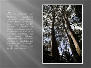 Árvore da família das
Mirtáceas, o eucalipto é
nativo da Oceania, onde é a
espécie dominante da flora
local. Com mais de 700
espécies, a maioria de
origem australiana, adapta-
se praticamente à todas as
condições climáticas. Sua
copa possui folhagem
persistente, cujas folhas são
cobertas por glândulas que
segregam óleo e, quando
jovens, são opostas, entre
arredondadas e ovais.
 