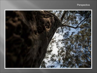 Perspectiva
 