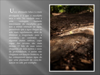 Uma afirmação falsa e a mais
divulgada é a que o eucalipto
seca o solo. Na verdade essa é
uma vantagem bastante
interessante do eucalipto, pois
tem a menor retenção de água,
permitindo que a água chegue ao
solo mais rapidamente, além de
diminuir a evaporação para a
atmosfera, ao contrário de
algumas matas nativas, cujas
copas das árvores são mais
densas. O fato de suas raízes
chegarem até dois metros e meio
de profundidade, e assim não
chegarem aos lençóis freáticos, as
faz consumirem menos água do
que uma plantação de cana-de-
açúcar ou café, por exemplo.
 