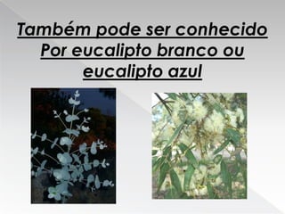 Eucalipto Filipe E Ricardo