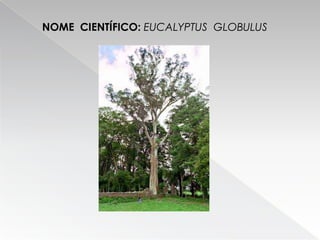 Eucalipto Filipe E Ricardo