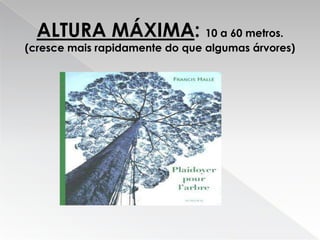 Eucalipto Filipe E Ricardo