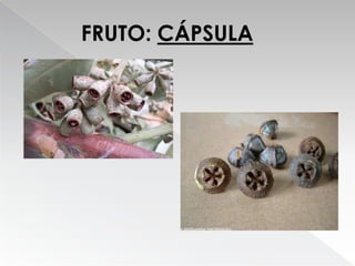 Eucalipto Filipe E Ricardo