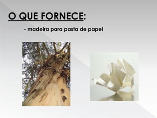 Eucalipto Filipe E Ricardo