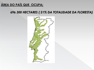 Eucalipto Filipe E Ricardo