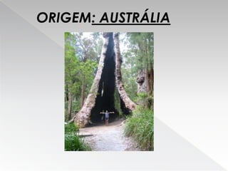 Eucalipto Filipe E Ricardo