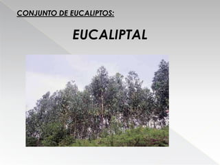 Eucalipto Filipe E Ricardo