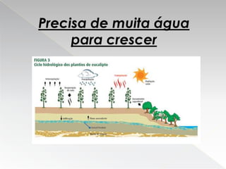 Eucalipto Filipe E Ricardo