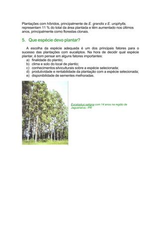 Plantações com híbridos, principalmente de E. grandis x E. urophylla,
representam 11 % do total da área plantada e têm aumentado nos últimos
anos, principalmente como florestas clonais.
5. Que espécie devo plantar?
A escolha da espécie adequada é um dos principais fatores para o
sucesso das plantações com eucaliptos. Na hora de decidir qual espécie
plantar, é bom pensar em alguns fatores importantes:
a) finalidade do plantio;
b) clima e solo do local de plantio;
c) conhecimentos silviculturais sobre a espécie selecionada;
d) produtividade e rentabilidade da plantação com a espécie selecionada;
e) disponibilidade de sementes melhoradas.
Eucalyptus saligna com 14 anos na região de
Jaguariaíva - PR
 