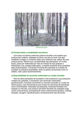 Talhão após poda.
d) Produtividade e rentabilidade econômica
Com base nos fatores anteriores pode-se escolher uma espécie que
produza boa madeira, adaptada ao clima e ao solo do local, que seja
resistente a pragas e o produtor saiba como tratá-las mas, apesar de tudo,
produza pouco. Mesmo que a produtividade das plantacões, em muitos
locais, possa ser melhorada por meio do manejo do solo (preparo e
fertilizacão) e de cuidados adequados, a espécie escolhida deve possibilitar
altas produtividades. A Embrapa Florestas tem estudado se o plantio de
eucalipto na pequena propriedade, tanto no plantio consorciado como no
solteiro, vale a pena economicamente.
e) Disponibilidade de sementes melhoradas ou mudas clonadas
Para se obter plantações de eucaliptos muito produtivas e que produzam
madeira de qualidade, é necessário usar sementes melhoradas
geneticamente. 0 produtor encontrará no mercado sementes ou mudas de
vários preços, mas recomenda-se que compre as sementes de produtores
como universidades, instituições de pesquisas, empresas florestais com
tradição no mercado, pois produzir sementes florestais de qualidade exige
vários conhecimentos, principalmente sobre melhoramento genético, colheita,
extração, secagem, beneficiamento e armazenamento das sementes.
 