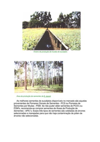 Viveiro de produção de mudas de eucalipto.
Área de produção de sementes de E. dunnii.
As melhores sementes de eucaliptos disponíveis no mercado são aquelas
provenientes de Pomares Clonais de Sementes - PCS ou Pomares de
Sementes por Mudas - PSM. Se não puder obter sementes de PCS's ou
PSM's, recomenda-se comprar sementes de Áreas de Produção de
Sementes - APS 's. Esses três tipos de sementes são coletadas de árvores
selecionadas e manejadas para que não haja contaminação de pólen de
árvores não selecionadas.
 