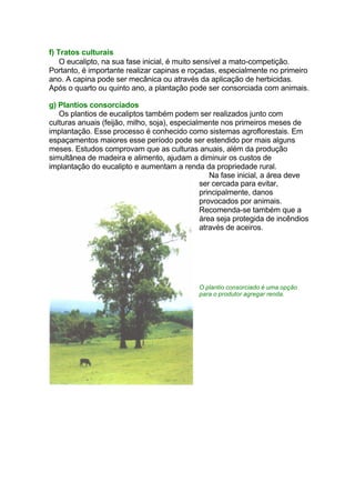 f) Tratos culturais
O eucalipto, na sua fase inicial, é muito sensível a mato-competição.
Portanto, é importante realizar capinas e roçadas, especialmente no primeiro
ano. A capina pode ser mecânica ou através da aplicação de herbicidas.
Após o quarto ou quinto ano, a plantação pode ser consorciada com animais.
g) Plantios consorciados
Os plantios de eucaliptos também podem ser realizados junto com
culturas anuais (feijão, milho, soja), especialmente nos primeiros meses de
implantação. Esse processo é conhecido como sistemas agroflorestais. Em
espaçamentos maiores esse período pode ser estendido por mais alguns
meses. Estudos comprovam que as culturas anuais, além da produção
simultânea de madeira e alimento, ajudam a diminuir os custos de
implantação do eucalipto e aumentam a renda da propriedade rural.
Na fase inicial, a área deve
ser cercada para evitar,
principalmente, danos
provocados por animais.
Recomenda-se também que a
área seja protegida de incêndios
através de aceiros.
O plantio consorciado é uma opção
para o produtor agregar renda.
 