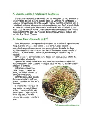 7. Quando colher a madeira de eucalipto?
O crescimento acontece de acordo com as condições de solo e clima e a
produtividade de uma mesma espécie pode ser variável. As plantações de
eucalipto para produção de lenha, carvão vegetal, moirões e madeira para a
indústria de celulose são normalmente cortadas entre os 6 e 8 anos de idade.
No caso dos plantios para produção de madeira serrada, a colheita é feita
após 12 ou 13 anos de idade. Um sistema de manejo interessante é retirar a
madeira para lenha aos 6 ou 7 anos e deixar 200 árvores por hectare para
colheita dos 13 aos 20 anos.
8. O que fazer depois do corte?
Uma das grandes vantagens das plantações de eucalipto é a possibilidade
de aproveitar a brotação das cepas após o corte. A cepa poderá ser
aproveitada por mais duas vezes sem a necessidade do replantio. Isso
significa, na prática, que pode-se fazer três colheitas do mesmo plantio. No
entanto, o aproveitamento das brotações deve seguir algumas regras
básicas:
a) O corte deve ser realizado numa época sem seca, porque a falta de
água prejudica a brotação;
b) O número de brotos deve ser reduzido para os dois mais vigorosos
posicionados em lados opostos. A seleção deve ser feita no máximo até um
ano após a colheita;
c) Cuidados devem ser
tomados para proteger as
brotações contra ataques de
formigas cortadeiras;
d) Onde há geadas, o corte
deve ser planejado de forma
que as brotações iniciem após
o inverno.
É importante saber que há
uma queda na produtividade
após a primeira colheita. Às
vezes, quando a produção é
muito pequena, é melhor
eliminar as cepas e replantar a
área.
Rebrota de eucalipto após o corte.
 