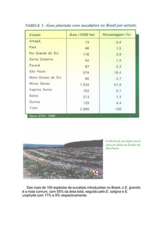 Colheita de eucalipto aos 6
anos de idade no Estado de
São Paulo.
Das mais de 100 espécies de eucalipto introduzidas no Brasil, o E. grandis
é a mais comum, com 55% da área total, seguido pelo E. saligna e E.
urophylla com 17% e 9% respectivamente.
 