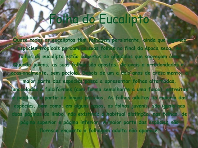 Eucalipto (VegetaçãO) | PPT | Download Gratuito