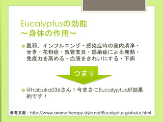 Eucalyptus calendar20141222