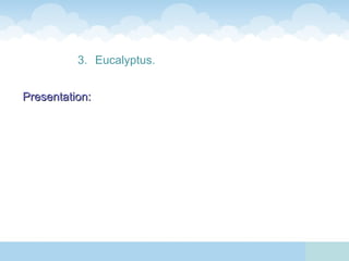 3. Eucalyptus.


Presentation:
 