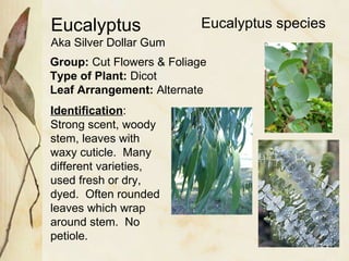 Eucalyptus Aka Silver Dollar Gum Group:  Cut Flowers & Foliage Type of Plant:  Dicot Leaf Arrangement:  Alternate Identification : Strong scent, woody stem, leaves with waxy cuticle.  Many different varieties, used fresh or dry, dyed.  Often rounded leaves which wrap around stem.  No petiole. Eucalyptus species 