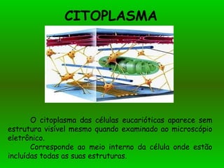 CITOPLASMA
O citoplasma das células eucarióticas aparece sem
estrutura visível mesmo quando examinado ao microscópio
eletrônico.
Corresponde ao meio interno da célula onde estão
incluídas todas as suas estruturas.
 
