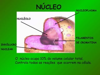 NÚCLEO
O núcleo ocupa 10% do volume celular total.
Controla todas as reações que ocorrem na célula.
FILAMENTOS
DE CROMATINA
NUCLEOPLASMA
NUCLÉOLO
INVÓLUCRO
NUCLEAR
 