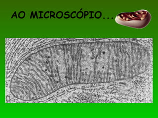 AO MICROSCÓPIO...
 