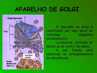 APARELHO DE GOLGI
O Aparelho de Golgi é
constituído por uma série de
cisternas dispostas
paralelamente.
Localiza-se próximo do
núcleo ou do centro da célula.
A sua função está
associada ao armazenamento
de substâncias.
 