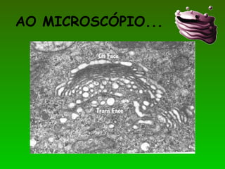 AO MICROSCÓPIO...
 
