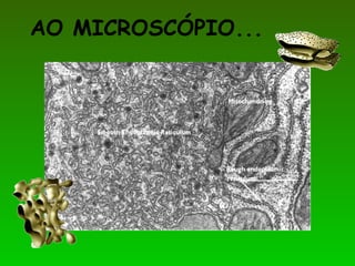 AO MICROSCÓPIO...
 