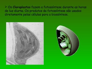  Os Cloroplastos fazem a fotossíntese durante as horas
de luz diurna. Os produtos da fotossíntese são usados
diretamente pelas células para a biossíntese.
 