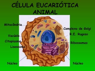 CÉLULA EUCARIÓTICA
ANIMAL
Complexo de Golgi
R.E. Rugoso
Mitocôndria
Ribossomas
Lisossoma
Vacúolo
Citoplasma
NúcleoNúcleo
 