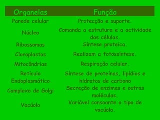 Organelas Função
Parede celular Protecção e suporte.
Núcleo
Comanda a estrutura e a actividade
das células.
Ribossomas Síntese proteica.
Cloroplastos Realizam a fotossíntese.
Mitocôndrias Respiração celular.
Retículo
Endoplasmático
Síntese de proteínas, lipídios e
hidratos de carbono
Complexo de Golgi
Secreção de enzimas e outras
moléculas.
Vacúolo
Variável consoante o tipo de
vacúolo.
 