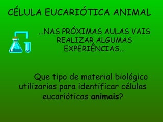 CÉLULA EUCARIÓTICA ANIMAL
...NAS PRÓXIMAS AULAS VAIS
REALIZAR ALGUMAS
EXPERIÊNCIAS...
Que tipo de material biológico
utilizarias para identificar células
eucarióticas animais?
 
