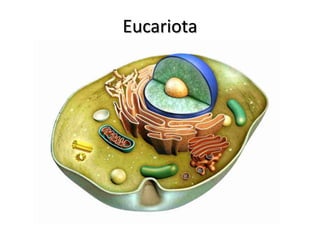 Eucariota
 