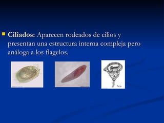    Ciliados: Aparecen rodeados de cilios y
    presentan una estructura interna compleja pero
    análoga a los flagelos.
 