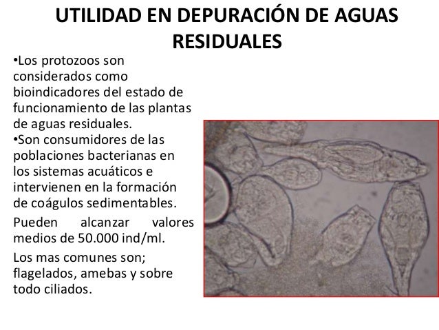 Las pastillas de las lombrices a la letra p