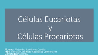 Células Eucariotas
y
Células Procariotas
Alumno: Alejandro Jose Rivas Castillo
Prof: Xiomara Coromoto Rodríguez Colmenarez
Universidad Yacambú
 