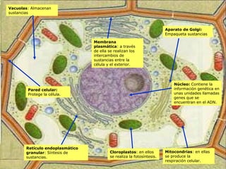 Pared celular:
Protege la célula.
Membrana
plasmática: a través
de ella se realizan los
intercambios de
sustancias entre la
célula y el exterior.
Vacuolas: Almacenan
sustancias
Cloroplastos: en ellos
se realiza la fotosíntesis.
Mitocondrias: en ellas
se produce la
respiración celular.
Retículo endoplasmático
granular: Síntesis de
sustancias.
Aparato de Golgi:
Empaqueta sustancias
Núcleo: Contiene la
información genética en
unas unidades llamadas
genes que se
encuentran en el ADN.
 