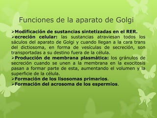 Funciones de la aparato de Golgi
Modificación de sustancias sintetizadas en el RER.
ecreción celular: las sustancias atraviesan todos los
sáculos del aparato de Golgi y cuando llegan a la cara trans
del dictiosoma, en forma de vesículas de secreción, son
transportadas a su destino fuera de la célula.
Producción de membrana plasmática: los gránulos de
secreción cuando se unen a la membrana en la exocitosis
pasan a formar parte de esta, aumentando el volumen y la
superficie de la célula.
Formación de los lisosomas primarios.
Formación del acrosoma de los espermios.

 
