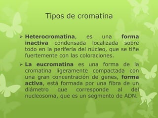 Tipos de cromatina
 Heterocromatina,
es
una
forma
inactiva condensada localizada sobre
todo en la periferia del núcleo, que se tiñe
fuertemente con las coloraciones.
 La eucromatina es una forma de la
cromatina ligeramente compactada con
una gran concentración de genes, forma
activa, está formada por una fibra de un
diámetro
que
corresponde
al
del
nucleosoma, que es un segmento de ADN.

 