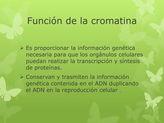 Función de la cromatina
 Es proporcionar la información genética
necesaria para que los orgánulos celulares
puedan realizar la transcripción y síntesis
de proteínas.
 Conservan y trasmiten la información
genética contenida en el ADN duplicando
el ADN en la reproducción celular .

 