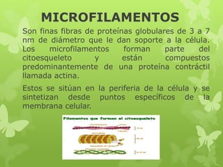 MICROFILAMENTOS
Son finas fibras de proteínas globulares de 3 a 7
nm de diámetro que le dan soporte a la célula.
Los
microfilamentos
forman
parte
del
citoesqueleto
y
están
compuestos
predominantemente de una proteína contráctil
llamada actina.
Estos se sitúan en la periferia de la célula y se
sintetizan desde puntos específicos de la
membrana celular.

 