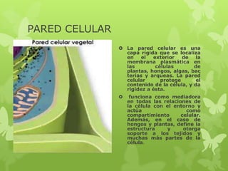 PARED CELULAR
 La pared celular es una
capa rígida que se localiza
en
el
exterior
de
la
membrana plasmática en
las
células
de
plantas, hongos, algas, bac
terias y arqueas. La pared
celular
protege
el
contenido de la célula, y da
rigidez a ésta.


funciona como mediadora
en todas las relaciones de
la célula con el entorno y
actúa
como
compartimiento
celular.
Además, en el caso de
hongos y plantas, define la
estructura
y
otorga
soporte a los tejidos y
muchas más partes de la
célula.

 
