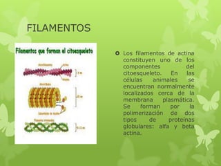 FILAMENTOS
 Los filamentos de actina
constituyen uno de los
componentes
del
citoesqueleto.
En
las
células
animales
se
encuentran normalmente
localizados cerca de la
membrana
plasmática.
Se
forman
por
la
polimerización de dos
tipos
de
proteínas
globulares: alfa y beta
actina.

 
