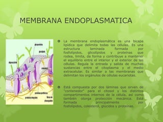 MEMBRANA ENDOPLASMATICA


La membrana endoplasmática es una bicapa
lipídica que delimita todas las células. Es una
estructura
laminada
formada
por
fosfolípidos,
glicolípidos
y
proteínas
que
rodea, limita, da forma y contribuye a mantener
el equilibrio entre el interior y el exterior de las
células. Regula la entrada y salida de muchas
sustancias entre el citoplasma y el medio
extracelular. Es similar a las membranas que
delimitan los orgánulos de células eucariotas.



Está compuesta por dos láminas que sirven de
"contenedor" para el citosol y los distintos
compartimentos internos de la célula, así como
también otorga protección mecánica. Está
formada
principalmente
por
fosfolípidos, colesterol, glúcidos y proteínas.

 