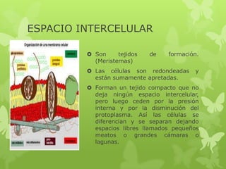 ESPACIO INTERCELULAR
 Son
tejidos
(Meristemas)

de

formación.

 Las células son redondeadas
están sumamente apretadas.

y

 Forman un tejido compacto que no
deja ningún espacio intercelular,
pero luego ceden por la presión
interna y por la disminución del
protoplasma. Así las células se
diferencian y se separan dejando
espacios libres llamados pequeños
meatos o grandes cámaras o
lagunas.

 